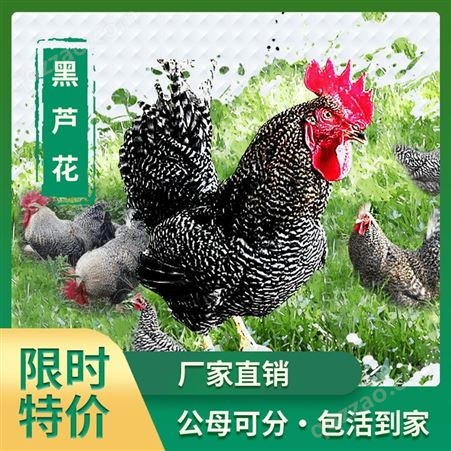 广州鸡苗批发市场在哪里 山鸡苗