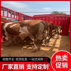 夏洛莱肉牛市场厂家批发 集市交易 酒糟饲料青贮 养殖客户 母牛