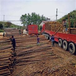 杉木杆 4-6米绿化支撑杆 园林工地用 高压防护 使用寿命长