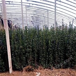 北海道黄杨基地 1米1.5米高北海道黄杨便宜 带土球发