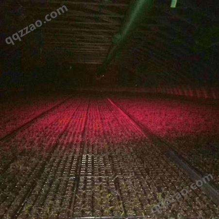 批发激光植物补光灯 西红柿补光灯H091 一亩一个灯 一 个月三度电 提前上市 增产30%红皎阳