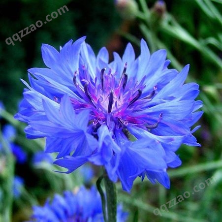 蓝紫色花系失车菊 景区花海打造花卉 颜色鲜艳 生长旺盛