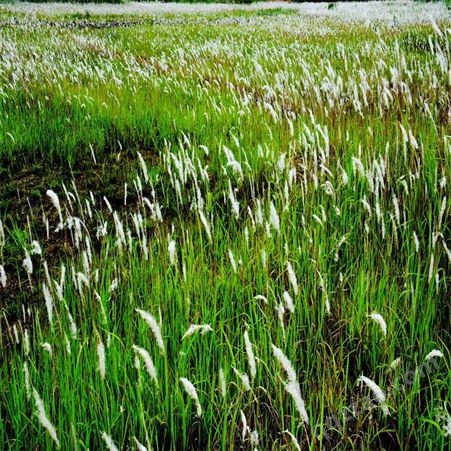 湘草绿化/出售茅草种子 湿地公园工程绿化植物