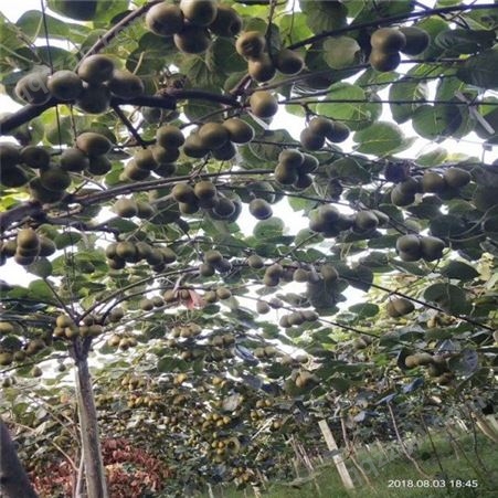 欢乐果园 供应大量果树苗 猕猴桃苗品种 产地直销