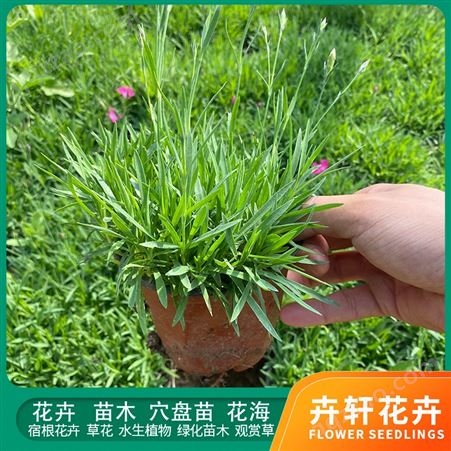 双色盆欧石竹小苗 绿化用宿根植物 适合草坪大面积种植