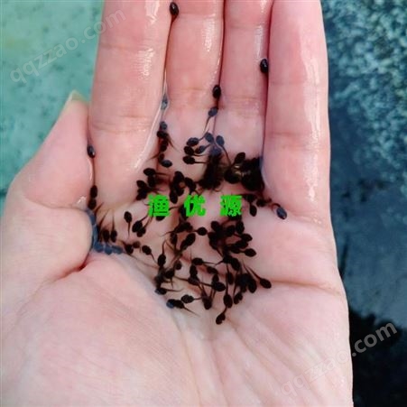 渔优源出售 牛蛙蝌蚪苗养殖 牛蛙养殖技术 牛蛙养殖成活率