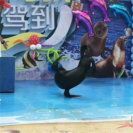 海洋馆室内海狮顶球表演 体长2米 外表可爱 欢乐互动