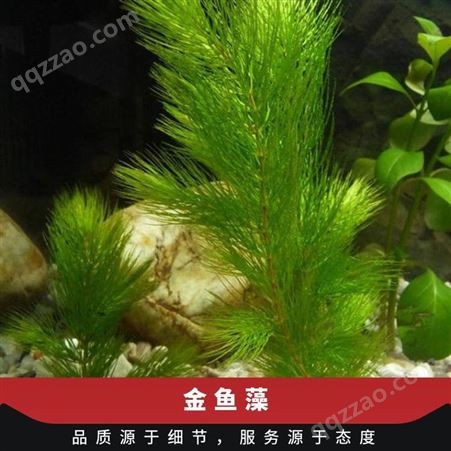 金鱼藻 优质水生植物种植基地 现货直供 沉水植物