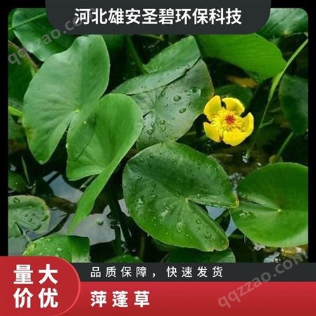 萍蓬草 黄花水体湿地绿化植物 观赏效果好 浮水丛生